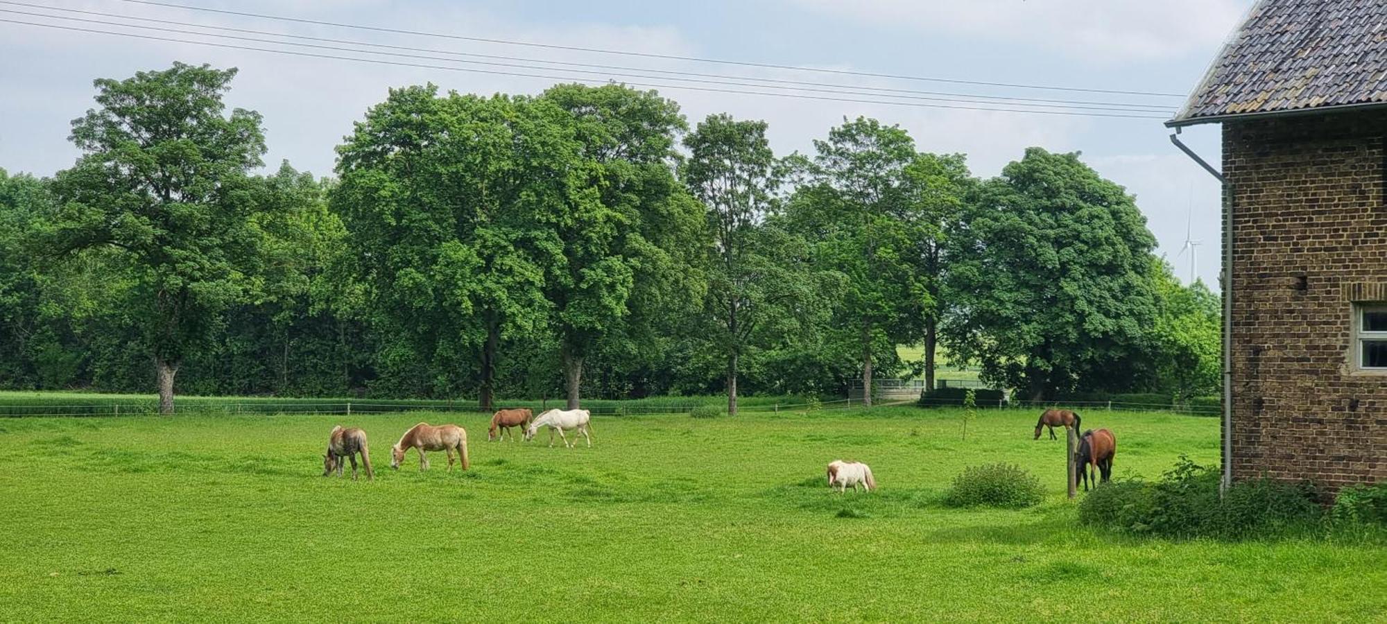 Ferienhaus Q1, Ruhe Und Erholung In Der Eifel Zulpich Luaran gambar
